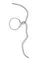 Outline drawing of Ubysseya fretuma