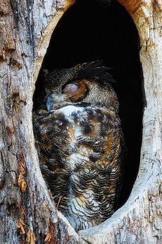 Owl sleeping in tree