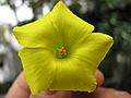 Oxalis pes-caprae flower detail