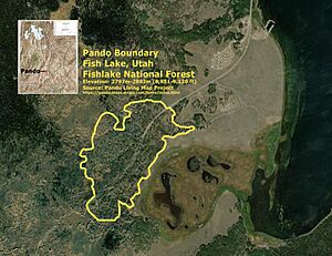 Pando Boundary Map