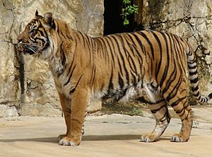 Panthera tigris sumatrae (Sumatran Tiger) close-up