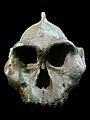 Paranthropus aethiopicus face (University of Zurich) blackbckgr