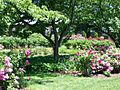 Pardee Rose Garden