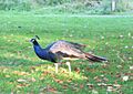 Peacock at Gelli Aur Country Park - geograph.org.uk - 38293