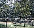 Pecan orchard