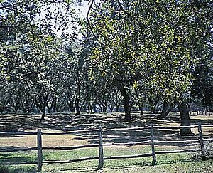 Pecan orchard