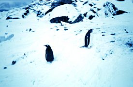 Penguins on Signy Island 1962