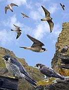 Peregrine Falcon from the Crossley ID Guide Britain and Ireland
