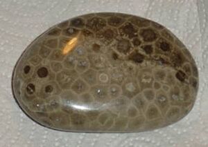 Petoskey stone Hexagonaria percarinata 2
