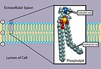 Phospholipid TvanBrussel