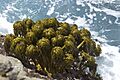 Postelsia palmaeformis Salt Point