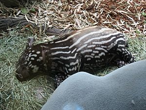 Princess Tapir sleeping