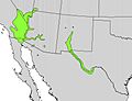 Prosopis pubescens range map