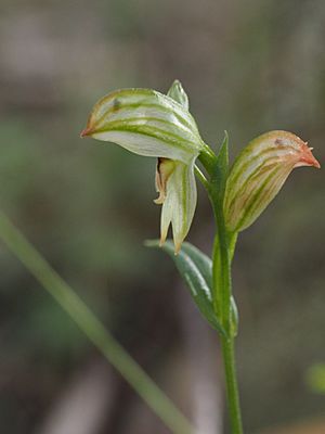 Pterostylis major.jpg