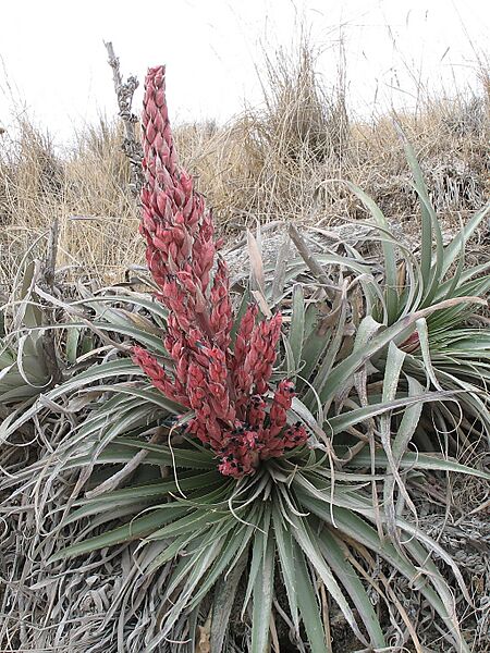 Puya dyckioides (JP-NS) 5691
