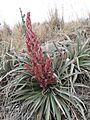 Puya dyckioides (JP-NS) 5691