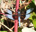 RanchoSecoDragonFly2010