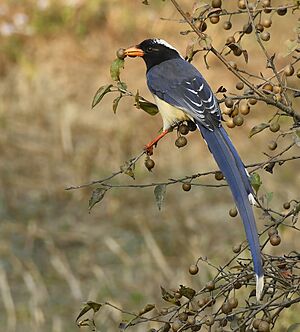 Red-billed Blue Magpie. AMSM5618