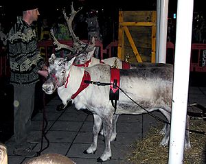 Reindeer.yate.arp.750pix