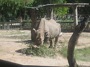 Rhinoceros at Lee Richardson Zoo, Garden City, KS IMG 5913