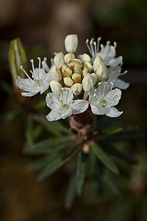 Rhododendron groenlandicum (7833316082)