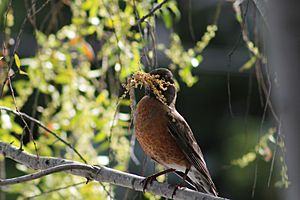 Robin with nest-making materials