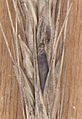 Rogge moederkoren Claviceps purpurea on Secale cereale