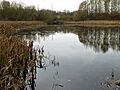 Saltersford Wood 6