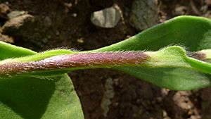 Scaevola calendulacea stem (8663633727).jpg