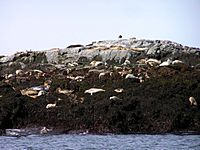 Seals on North Rock.jpg