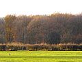 Sheet Hedges Wood 2