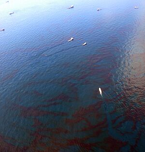 Skimming Oil in Gulf of Mexico