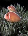 Skunk anemonefish