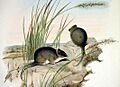 Sminthopsis macroura - Gould