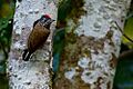 Spotted Piculet Picumnus pygmaeus