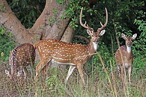 Spotted deer (Axis axis) male