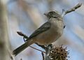 Streaky-headed Seedeater (Serinus gularis)