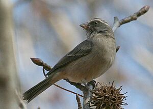 Streaky-headed Seedeater (Serinus gularis)