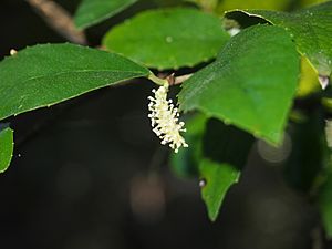 Streblus brunonianus flower spike