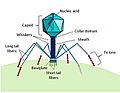 Structure of a Myoviridae bacteriophage 2