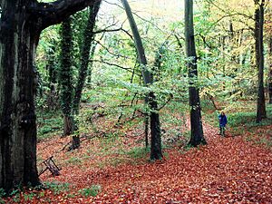 Sturt Copse, near East End, Oxfordshire - geograph.org.uk - 1070068