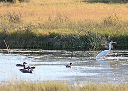 Summer Lake Wildlife Refuge, Oregon (ducks & egret)