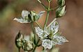 Swertia parryi 001