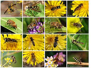 Syrphidae poster.jpg