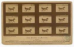 The Horse in motion. "Abe Edgington," owned by Leland Stanford; driven by C. Marvin, trotting at a 2-24 gait over the Palo Alto track, 15th June 1878 LOC 13624627695