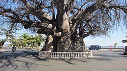 The baobab, Mahajanga