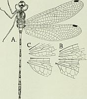 The biology of dragonflies (Odonata or Paraneuroptera) (1917) (20382467935)