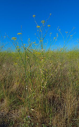 Theba pisana on Foeniculum vulgare, Montbazin, Hérault 03
