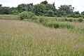 Thornwood Common Flood Meadow 4