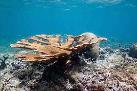 Transplanted and thriving elkhorn coral near Vega Baja, Puerto Rico